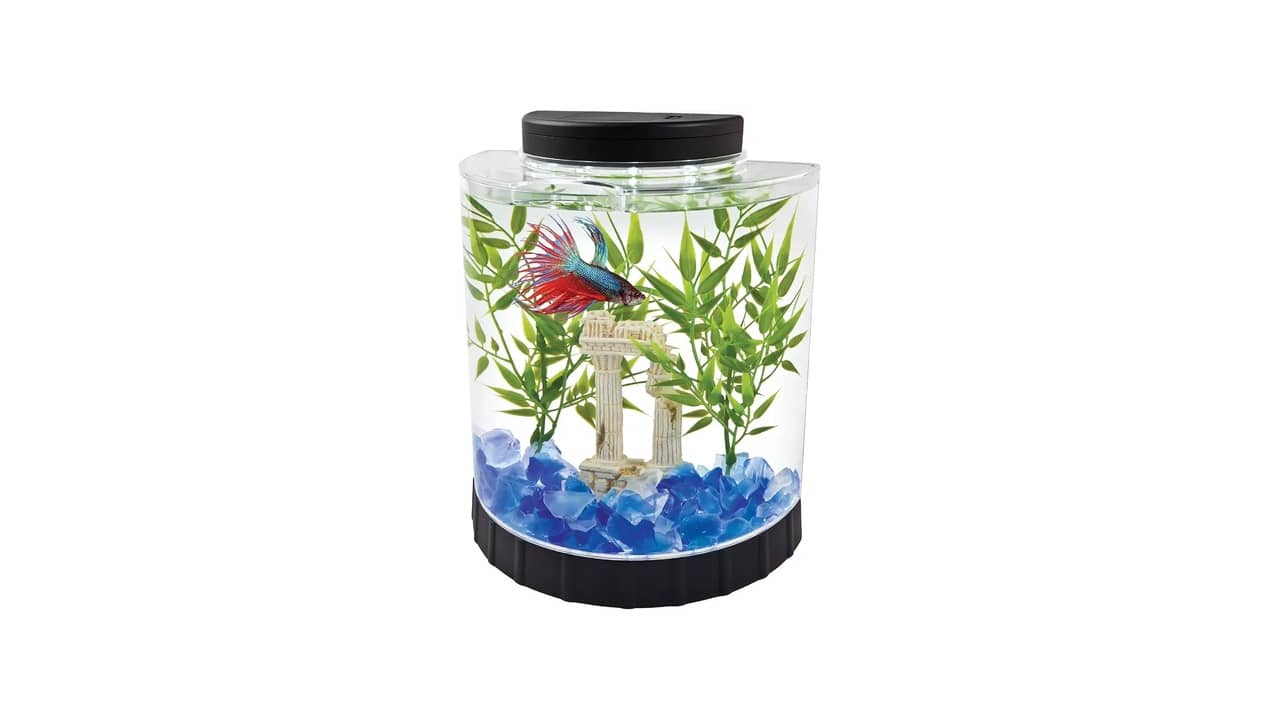 Aquário para Peixe Betta: As 10 Melhores Opções para Seus Pets