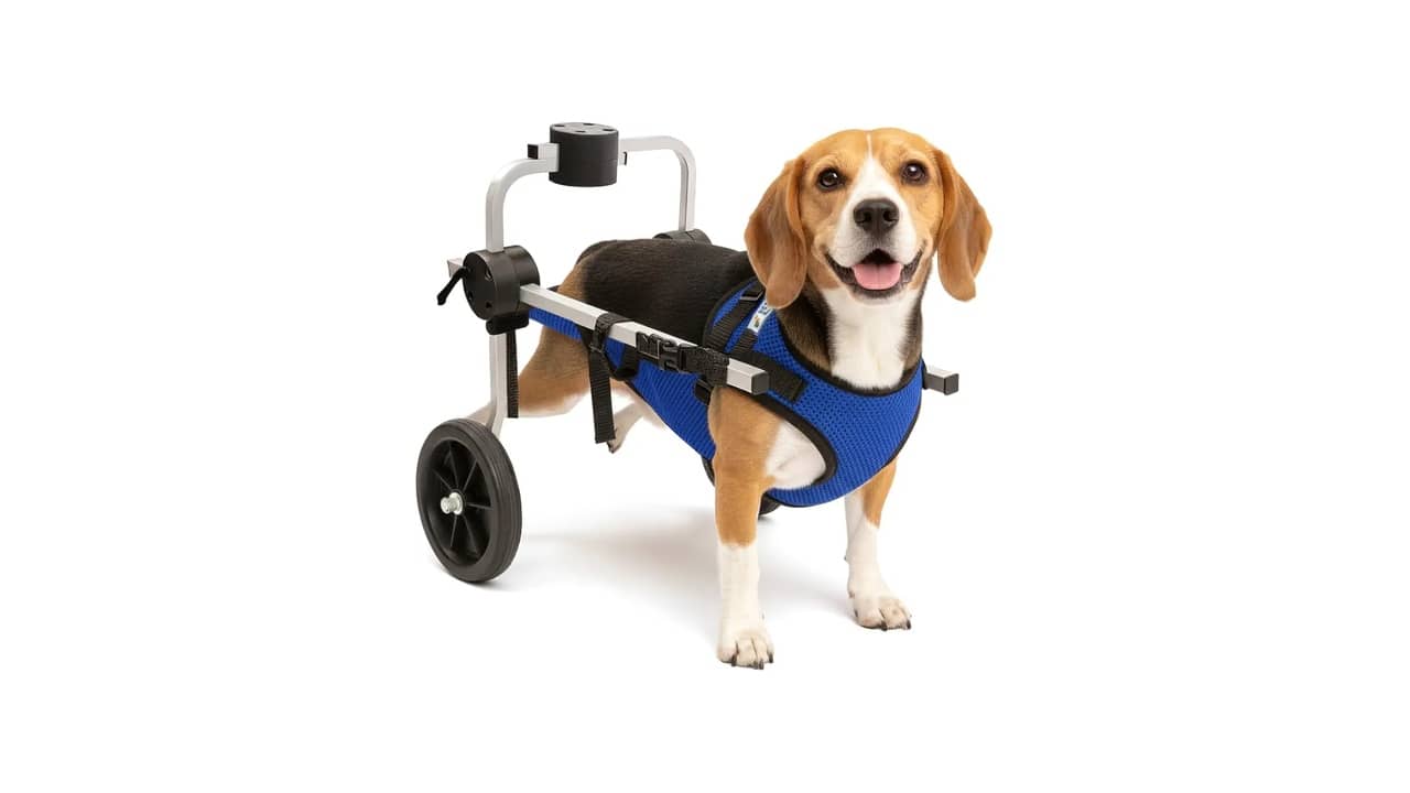 Cadeira de Rodas para Cachorro: As 10 Melhores Opções para Mobilidade