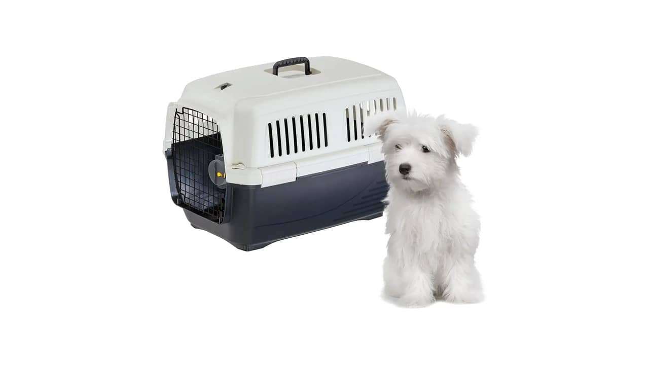 Caixa de Transporte para Gatos Padrão IATA: A Melhor Opção para Viagens Aéreas