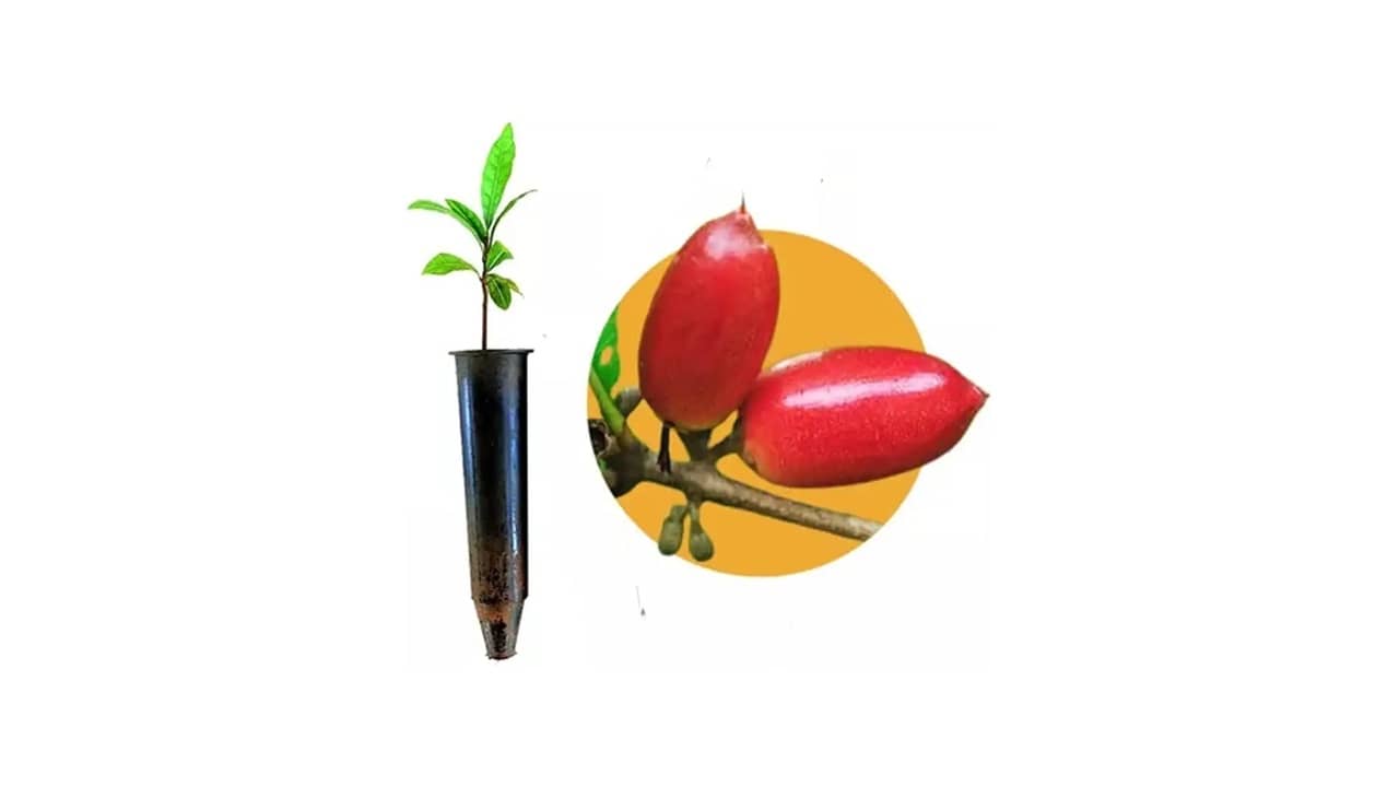 Fruta do Milagre: As 7 Melhores Mudas para Cultivo Doméstico