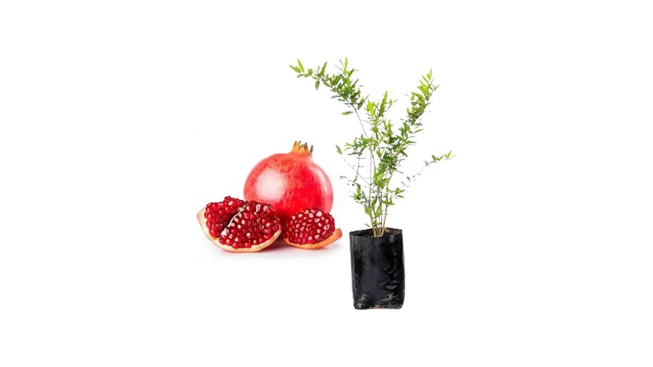 Mudas de Plantas: As 10 Melhores Para Cultivo em Vasos