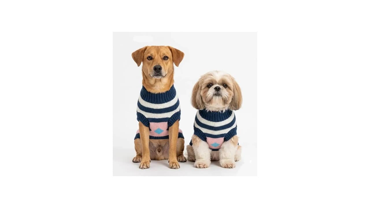 Roupa de Inverno para Gato: As 10 Mais Aconchegantes e Confortáveis