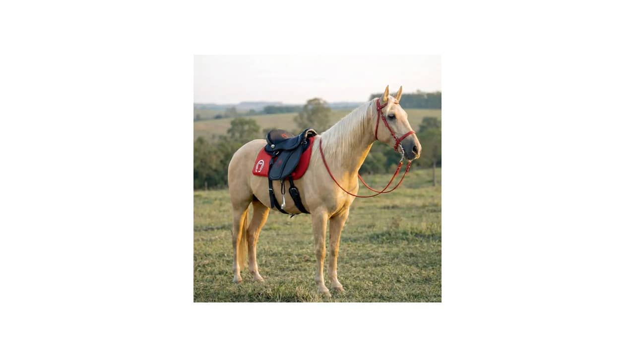 Sela para Cavalgada: As 10 Melhores Opções para Equidade e Comodidade
