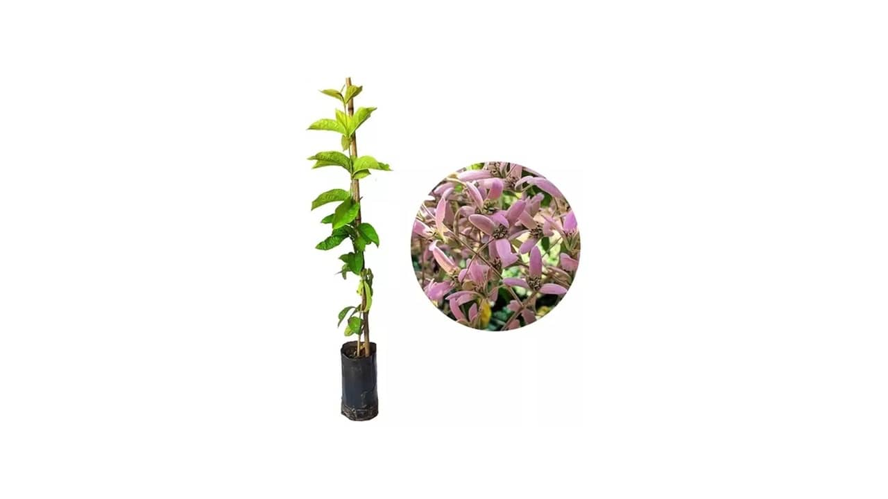 Trepadeira para Pergolado: As 10 Melhores Opções de Plantas e Tutorias