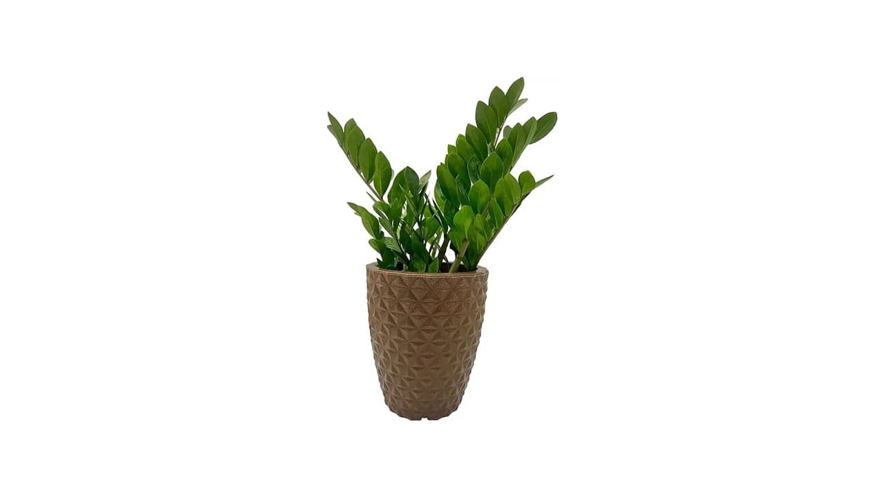 Vaso para Zamioculca: As 10 Melhores Opções para Decorar Seu Espaço